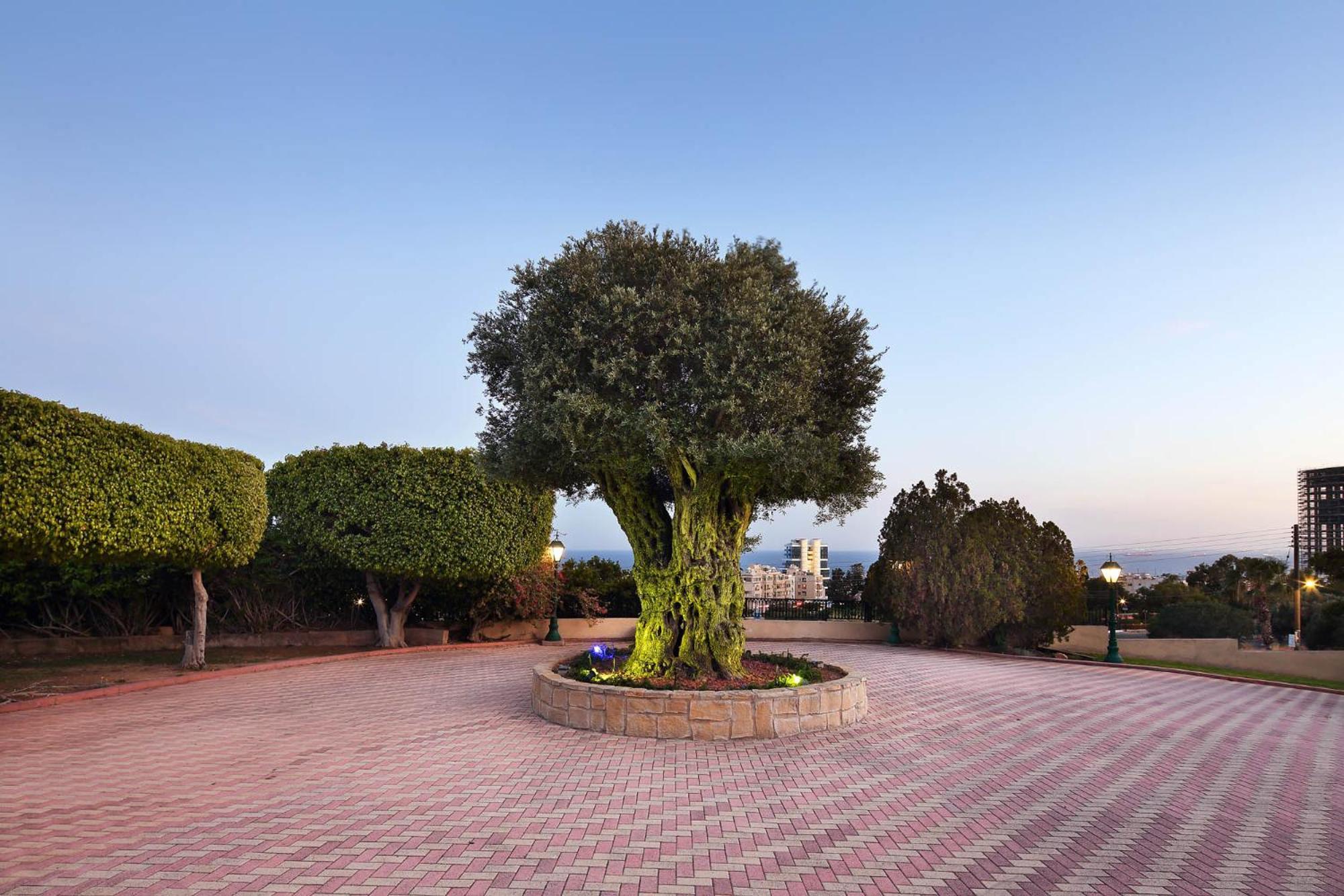 Olive Tree Apartments Lemesós Eksteriør bilde